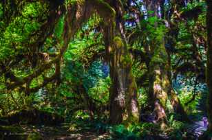 Hoh Rain Forest-2433